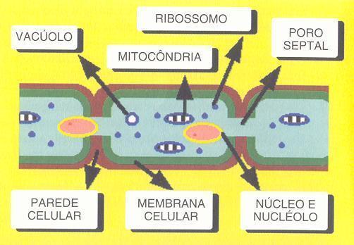 retículo endoplasmático, corpos de reserva.