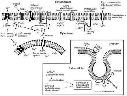 FIGURA 3: O papel dos íons cálcio e a redistribuição de fosfolipídios de membrana de plaquetas.