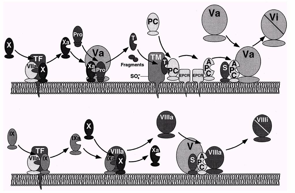 FIGURA 6: Mecanismos anticoagulantes da via da proteína C. A formação do complexo fator tecidual-fator VII ativado (TF-VIIa) ocorre na superfície de membranas.