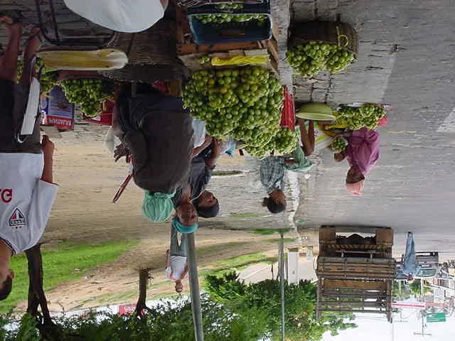 Figura 2. Agricultores na comercialização do fruto do imbuzeiro nas ruas de Juazeiro, BA, na safra de 2003.