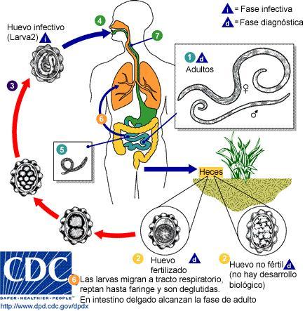 NEMATÓDEOS PARASITAS DE HUMANOS Parasitoses 1) Ascaridíase (CICLO MONOXÊNICO) Causador: Ascaris lumbricoides (lombriga) Ingestão de ovos