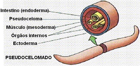 FILO NEMATODA Simetria bilateral