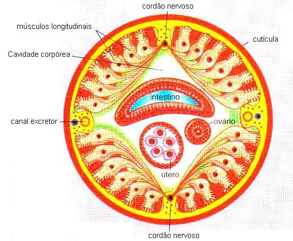 Sistema nervoso: centralizado e ganglionar está representado por um anel nervoso circular que envolve o esôfago (anel periesofágico), com gânglios nas regiões dorsal, lateral e ventral.