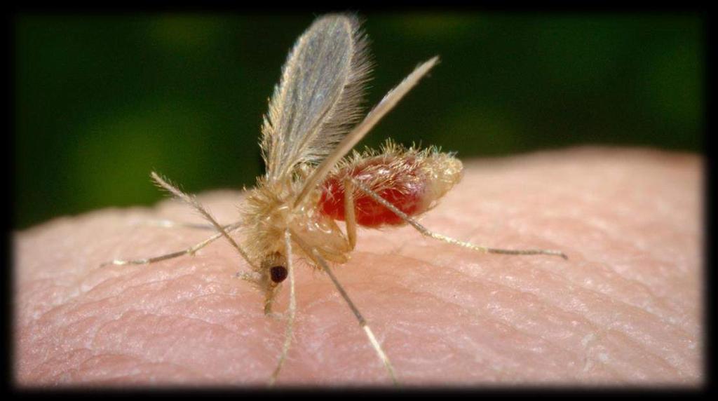 Leishmaniose É transmitida através da picada do mosquito palha.