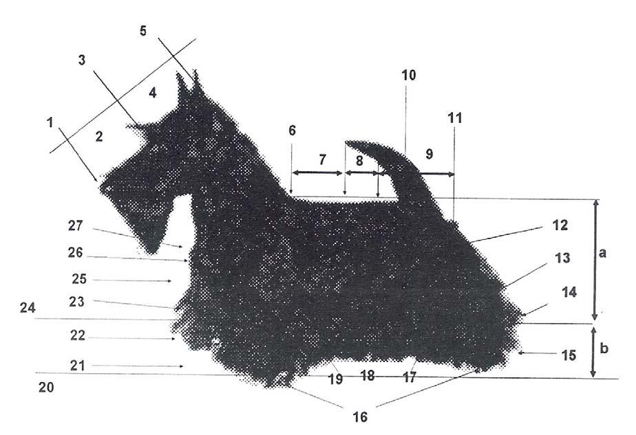 TERRIER ESCOCÊS NOMENCLATURA CINÓFILA UTILIZADA NESTE PADRÃO 1 Trufa 13 Perna 25 Braço 2 Focinho 14 Jarrete 26 Ponta do esterno 3 Stop 15 Metatarso 27 Ponta do ombro 4 Crânio 16 Patas 5 Occipital 17