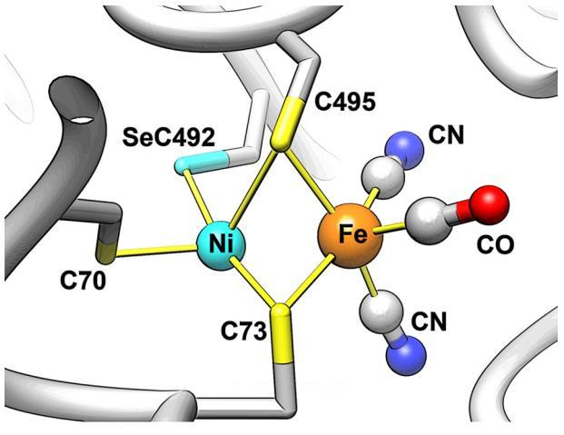 Hidrogenases ferro-níquel As