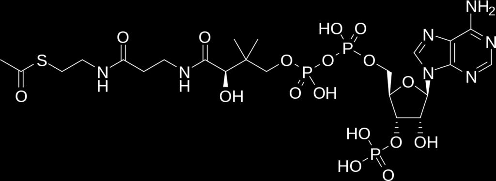 Acetil-CoA-sintetase (ACS) Esta enzima atua na