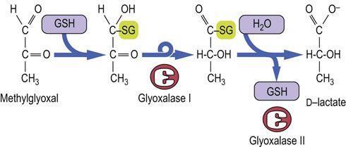 Uma antiga enzima de níquel, a glioxilase (GlxI) catalisa a reação do metilglioxal (tóxico pois pode