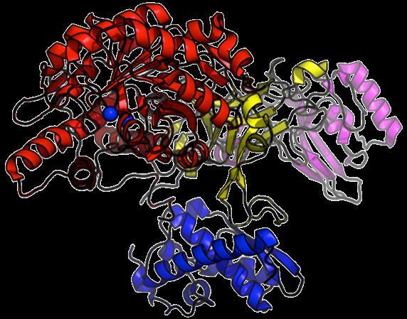 A urease tem um papel chave no metabolismo de microrganismos e