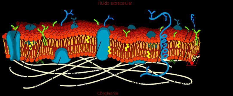 Componentes da célula Funções da membrana plasmática: 1.