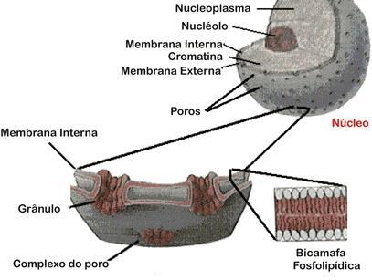 Núcleo: