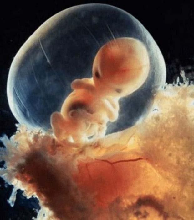 Desenvolvimento fetal Nove dias depois da fecundação, o ovo aninhado no endométrio já está do tamanho da cabeça de um alfinete.