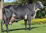 Botique - mãe (21.596 kg de leite) ALADO FIV BLITZ JM MONTE ALVERNE Girolando ¾, destaque entre os touros jovens em teste de progênie, seu pai é top na raça holandesa e mundialmente utilizado.