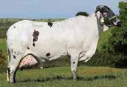 718 kg de leite, possui valor genético de 1.264 kg de PTA Leite no Sumário de vacas Embrapa Girolando/2015 e possui filhas com lactações acima de 12.