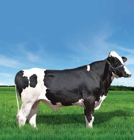 785 kg, recordista de produção com média superior a 76 kg e pico de 79 kg de leite, considerada Top nº 1 Vaca ½ pelo Serviço de Controle Leiteiro Oficial, e também a nº 1 das maiores lactações