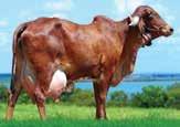 Alma Viva - filha - Recordista Mundial Vaca Adulta, média de 71,207 kg de leite JAGUAR TE DO GAVIÃO Excelente opção de touro provado pelo PNMGL ABCGIL/Embrapa, a cada ano reafirma sua superioridade