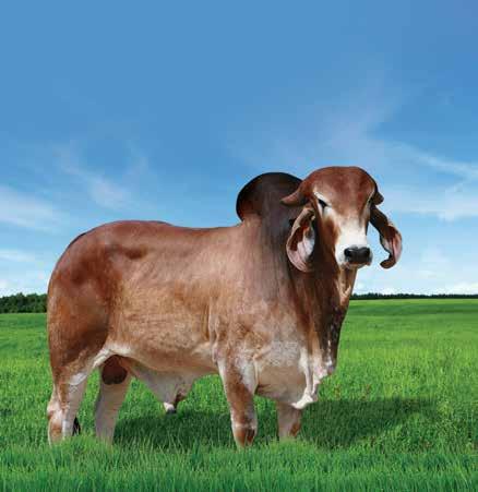 SC GORI SABIÁ Opção de linhagem no Gir Leiteiro, é do mesmo criatório do touro AZ Provado positivo para leite, gordura e proteína, entre os 80 melhores para PTA Leite Genética de destaque em