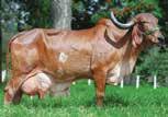 produzindo 10.458 kg de leite em controle oficial Crivo se destacou em fenótipo e pedigree na Fazenda Calciolândia Prateada - mãe (10.458 kg de leite) Juliana - avó paterna (10.
