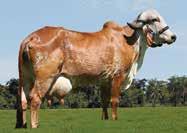 813 kg Possui 5 touros provados positivos em sua genealogia Brahmine possui elevada variabilidade genética Está em Teste de