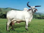 EM EM OÁSIS JF Sua mãe, Malta, bateu o recorde de lactação em 2008, com a marca de 10.252 kg, sendo a primeira vaca da Raça a ultrapassar os 10.