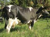 WTF da Estiva tem mais de 9.000 kg na 1ª lactação e valor genético, PTA leite de 1.258 kg no Sumário de Vacas Embrapa/Girolando 2014.