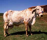 GENERAL MILLENIUM FIV TS DA MUQUÉM Girolando 5/8, touro jovem de fenótipo excepcional. Homozigoto A2A2 para Beta-caseína. Sua mãe, Viola, é doadora ½ da Faz. Muquém, com lactação de 15.