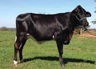 310 kg com 882 kg de PTA Leite no Sumário Girolando/2014 Seu pai, Planet, touro Holandês de destaque mundial em sua avaliação genética para produção de leite, é pai de muitos touros holandeses de