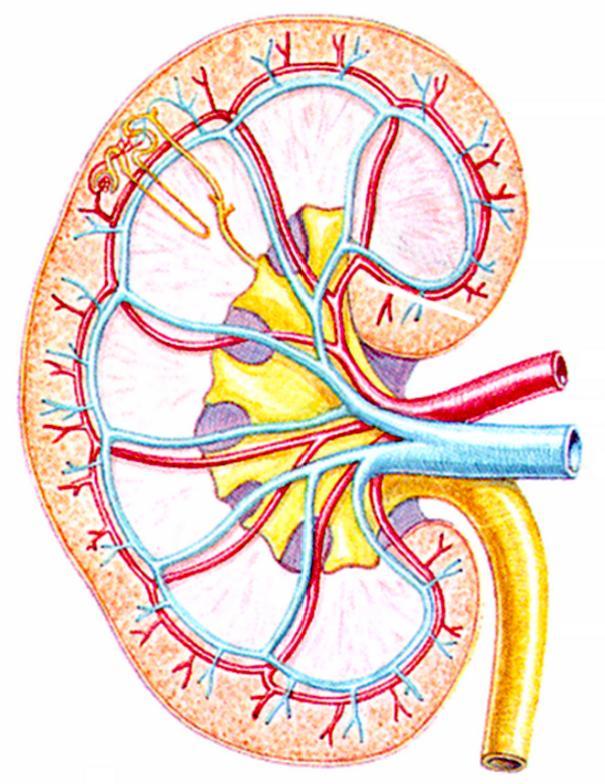 Estrutura Cortex Cortex Medula