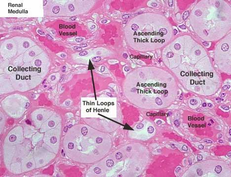 Nefron justamedular Nefron cortical Estrutura Nefrons Arteríola aferente Glomérulo Túbulo distal Arteríola aferente Cápsula de Bowman 1200 ml sangue/min ~ 600 ml plasma/min Arteríola eferente