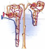 Estrutura Glomérulo Cápsula de Bowman Glomérulo