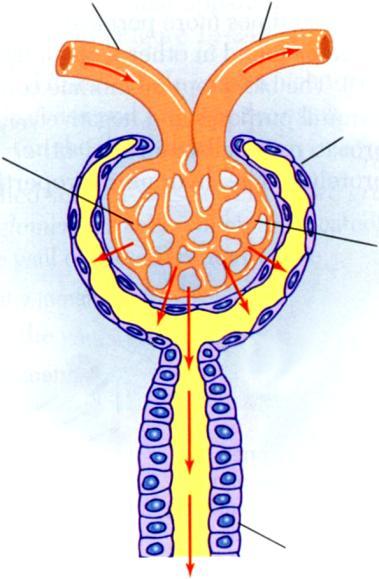 Ultrafiltração Ptn H 2 O Ptn Cl K Ptn Na H 2 O K Cl Na Na Uréia Pressão Membrana (semi-)permeável Passagem Água Uréia Arteríola aferente Arteríola eferente Íons Retenção Aminoácidos Pressão capilar: