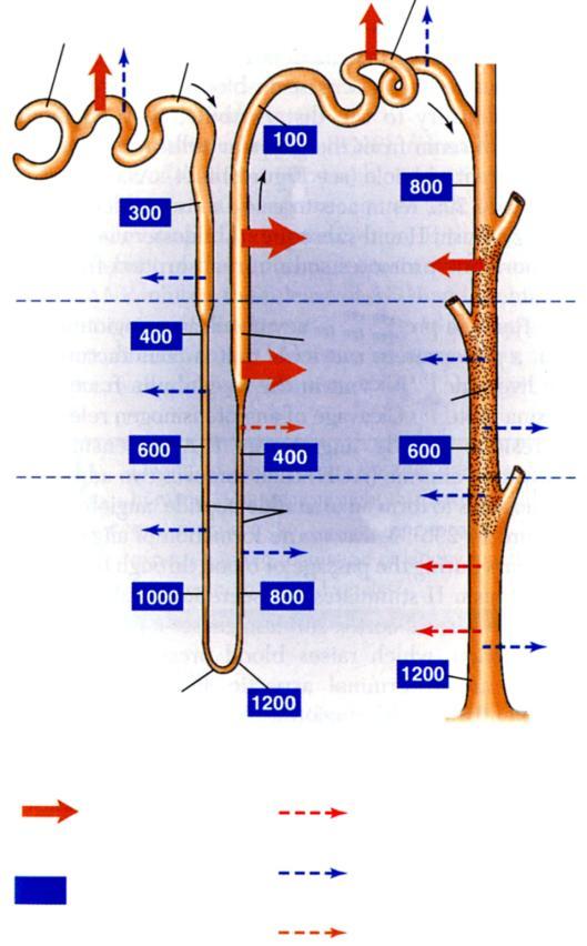 Cápsula de Bowman Túbulo proximal Túbulo distal Formação da urina Volume (por dia) Plasma Urina Reabsorção 180 L 1 a 2 L 178 L Cortex Medula externa Ducto coletor Concentração Plasma Urina
