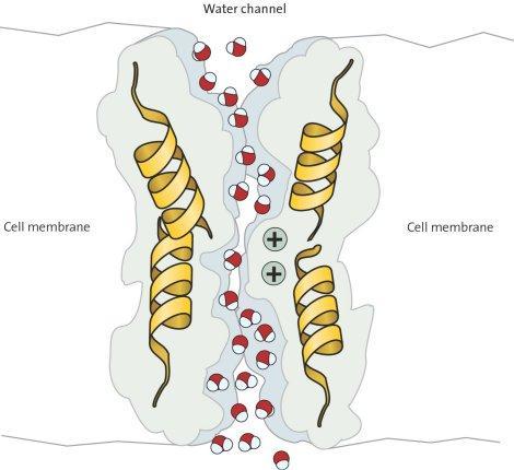 Aquaporina Água Sem transporte ativo AQP 2
