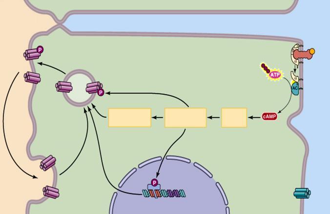 Aquaporinas Aquaporinas e permeabilidade (túbulo distal e ducto coletor) Com ADH (sangue capilar peritubular) Receptor V2 (membrana basolateral) Lúmen do túbulo Espaço intersticial ADH Proteina G