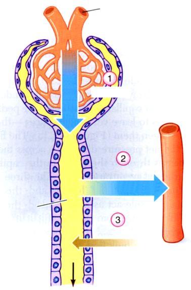 Água e solutos Rins Capilar Formação da urina Soma de: 1) Filtração glomerular Filtração 2) Reabsorção tubular 3) Secreção tubular Túbulo