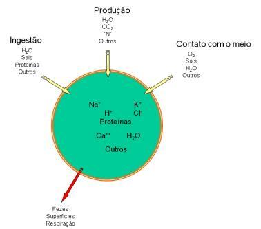 passiva -28% (pele, pulmões) Liquidos +60% Urina -60% Ingestão