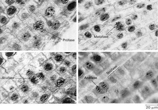 MITOSE EM CÉLULAS VEGETAIS SUPERIORES Não há centríolos mitose acêntrica. Não há formação de fibras do áster mitose anastral. A citocinese é centrífuga (de dentro para fora).