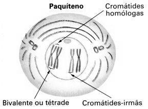 homólogas.