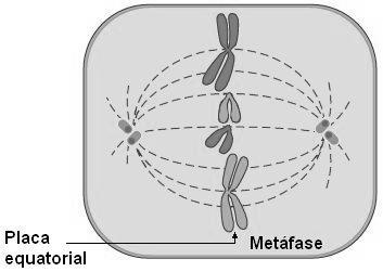 METÁFASE MITOSE X MEIOSE I MITOSE -Cromossomos