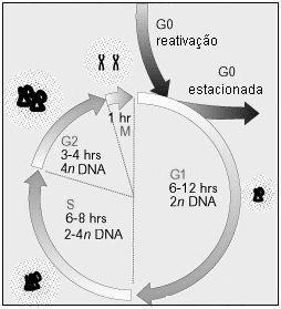 CÉLULAS X DIVISÃO CELULAR Com relação à capacidade de divisão celular, existem 3 grandes categorias de células no corpo humano: células que