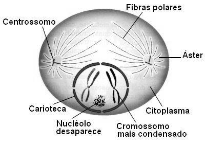 Os centrossomos se afastam, indo em direção aos pólos opostos da célula.