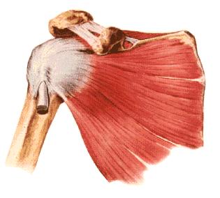 Músculos do Cíngulo Escapular ao Úmero Subescapular I.P.