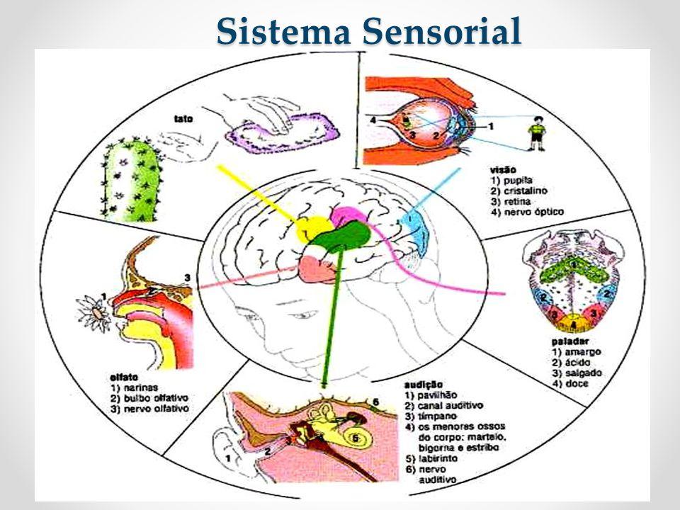 SISTEMA SENSORIAL É um conjunto de órgãos dotados de células especiais chamadas de receptores.