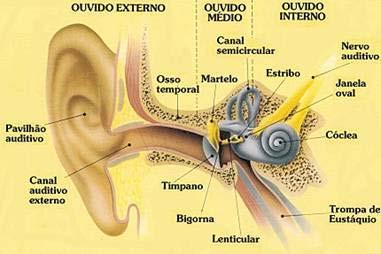 Nosso ouvido interno também contém um órgão muito importante que está na verdade conectado com a cóclea mas que não contribui para nosso sentido da audição.