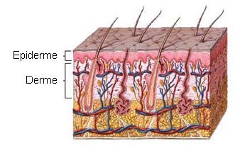 Derme Localizada sob a epiderme, é um tecido conjuntivo que contém fibras