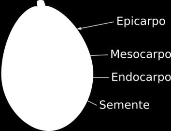 Após a fecundação o óvulo origina a semente e o ovário