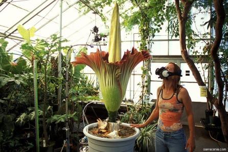 Amorphophallus titanum A Flor Cadáver, um dos muitos nomes populares da