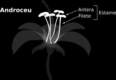 Androceu O androceu é constituído pelas estruturas masculinas da flor,