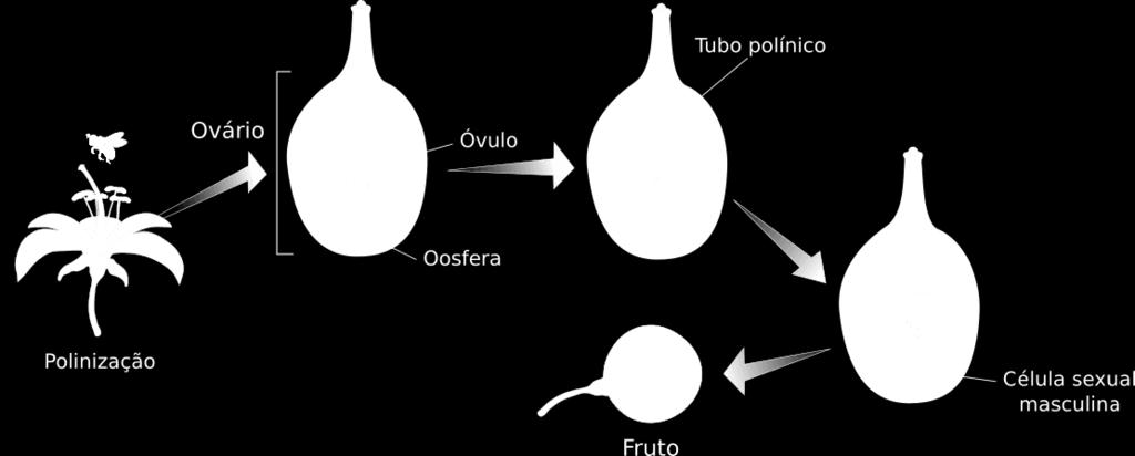 Fecundação Ao ter contato com o gineceu, o grão de pólen transfere um dos núcleos espermáticos para se fundir com a oosfera.