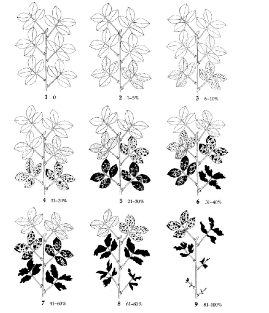 4. Quantificação de Doenças 4.1. Métodos Diretos de Avaliação de Doenças 4.1.1. Quantificação da Incidência Escalas descritivas Mancha parda da mandioca (Cercosporidium henningsii): 1, 2, 4, 8, 16 e 32% de severidade da doença (Michereff et al.